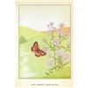 Image 2 : 1920's Pearl Crescent Butterfly Color Lithograph Print