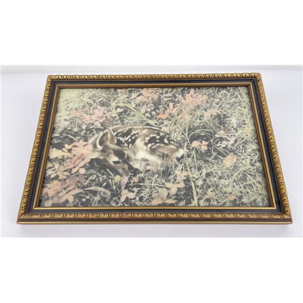 Mckay Missoula Montana Photo Deer Fawn