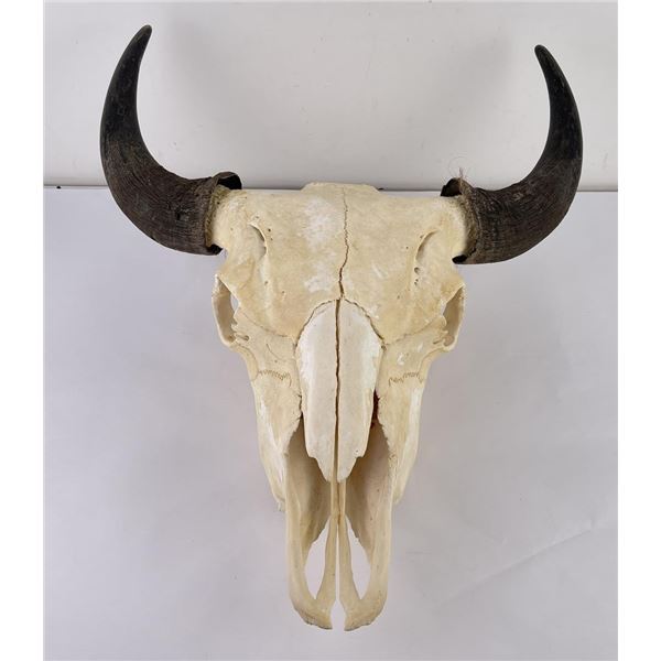 Nice Large Montana Buffalo Skull