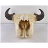 Image 2 : Nice Large Montana Buffalo Skull