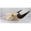 Image 3 : Nice Large Montana Buffalo Skull