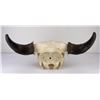 Image 4 : Nice Large Montana Buffalo Skull