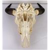 Image 6 : Nice Large Montana Buffalo Skull