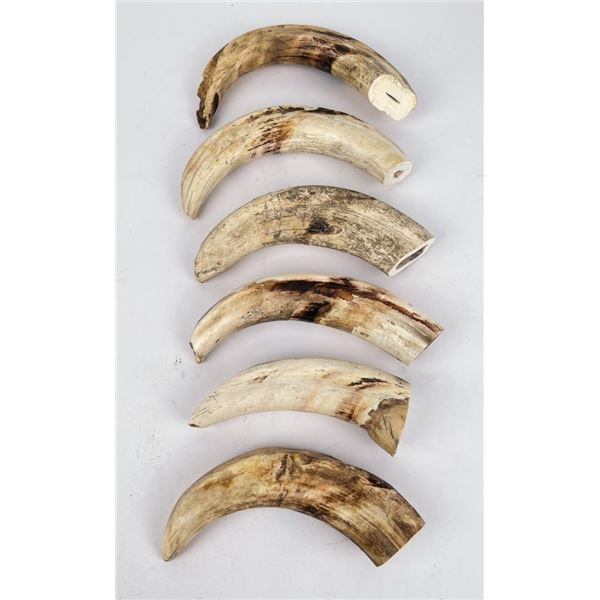 Group of Hippo Tusks for Knife Scales