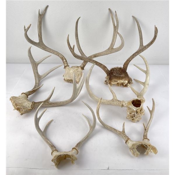 Group of Montana Deer Horns
