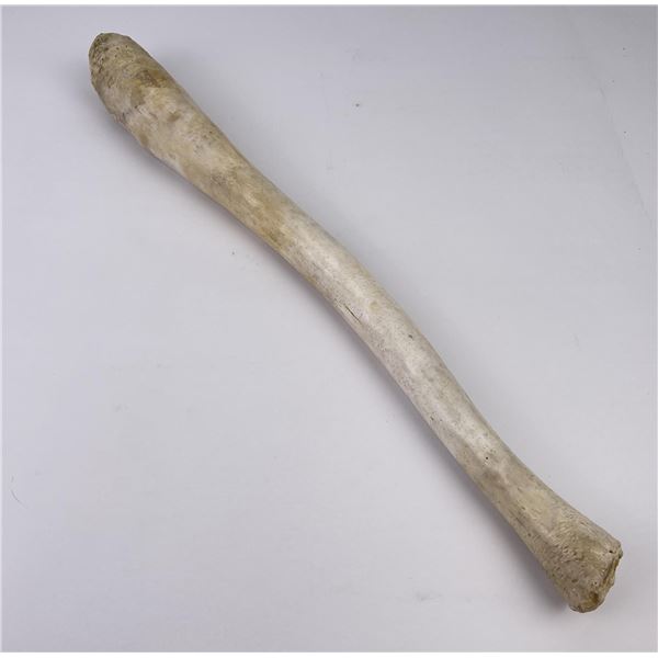 Walrus Oosik Baculum Penis Bone