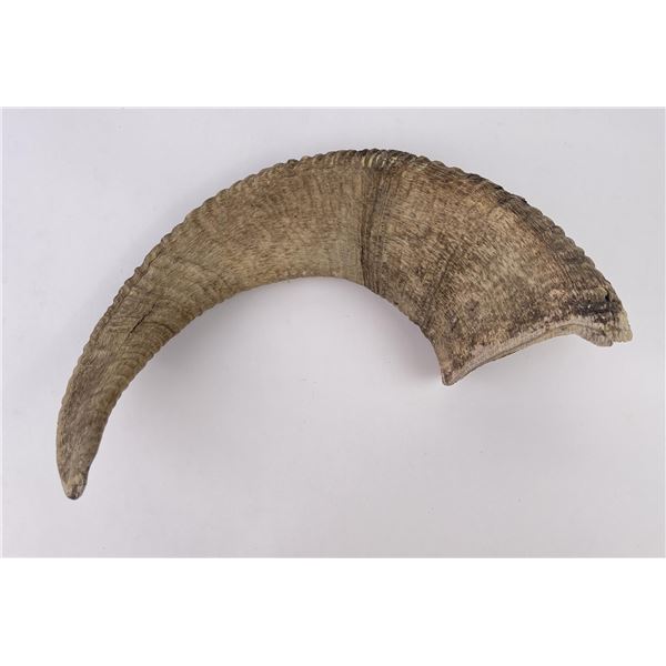 Plugged Montana Big Horn Sheep Horn