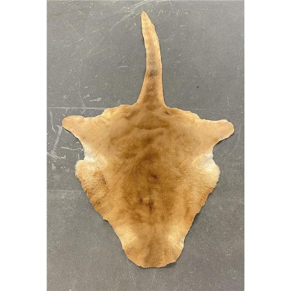 Taxidermy Australian Wallaby Pelt