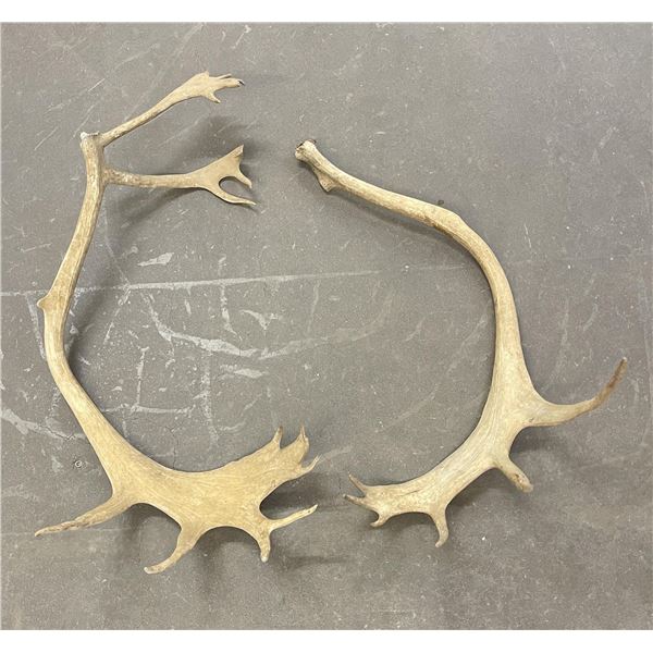 Pair of Caribou Horns
