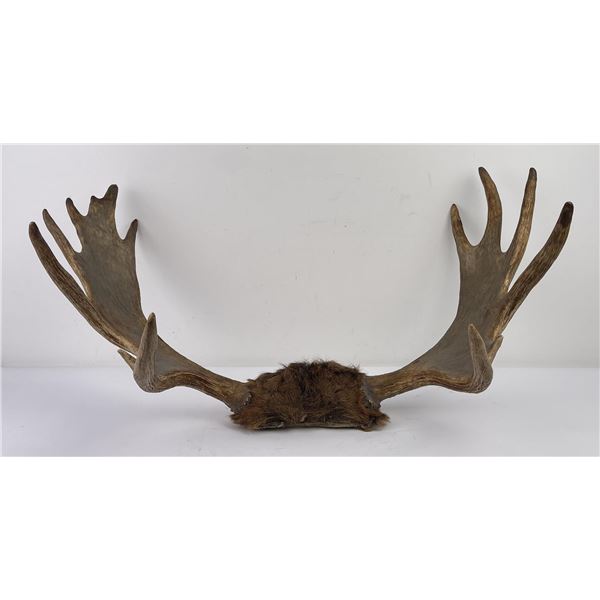 Pair of Montana Shiras Moose Horns