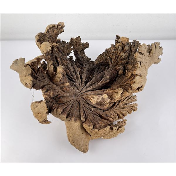 Large European Wood Burl Tree Fungus