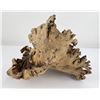 Image 5 : Large European Wood Burl Tree Fungus