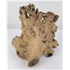Image 6 : Large European Wood Burl Tree Fungus