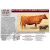 Image 1 : MLK CRK EMUMAR 024 X RED MINBURN COPENHAGEN 3Y