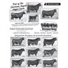 Image 1 : Pick of the Stevenson Angus Heifer Calves