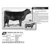 Image 1 : SPENCER LASS LADY Z155