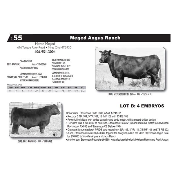 LOT B: 4 EMBRYOS