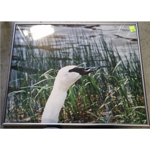 FRAMED PHOTO OF A SILLY GOOSE.