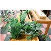 Image 1 : PAIR OF ARTIFICIAL PLANTS