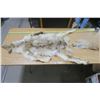 Image 1 : Coyote Pelt