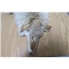 Image 3 : Coyote Pelt