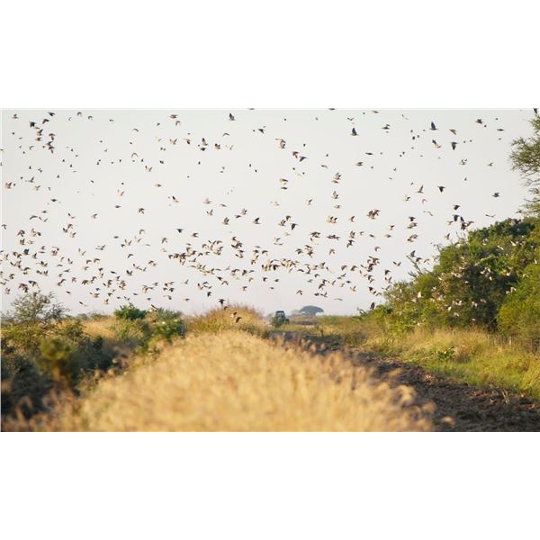 Argentina Dove Hunt for 4 hunters - Pointer Wingshooting