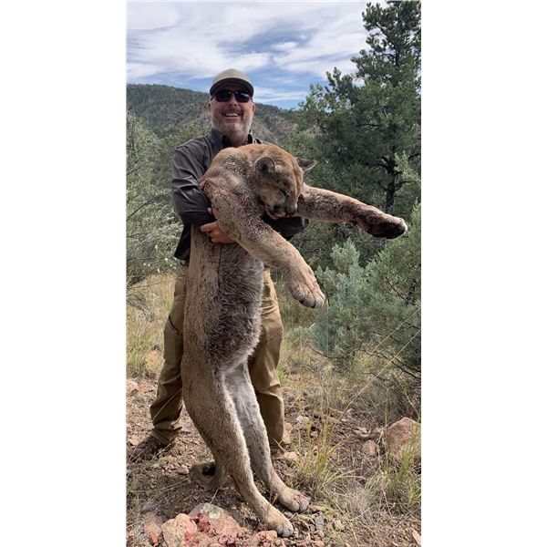 Mountain Lion and Black Bear - B/B Ranch Hounds