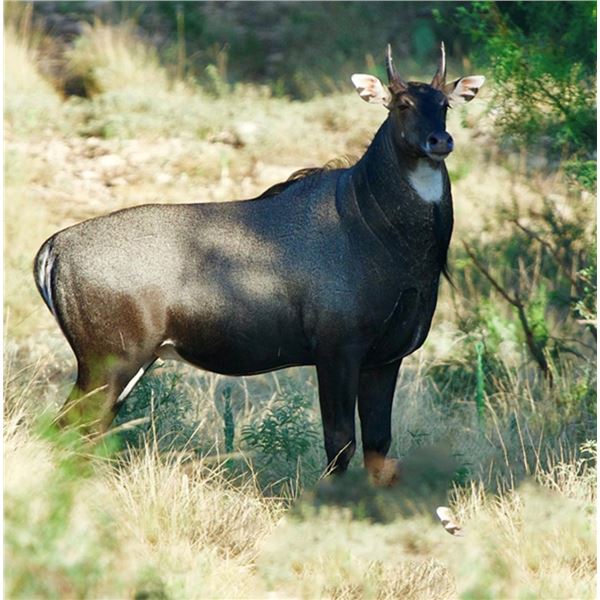 Texas Exotic Hunt - Champion Ranch