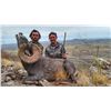 Image 1 : Desert Sheep and Mule Deer - Chaku Peru