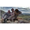 Image 2 : Desert Sheep and Mule Deer - Chaku Peru