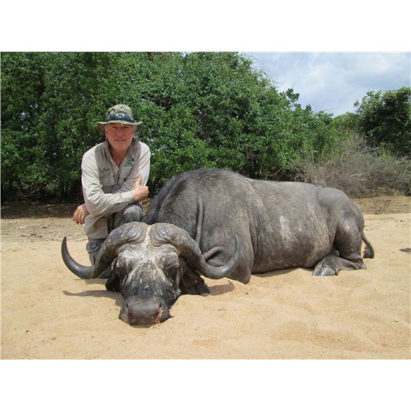 Cape Buffalo (Mozambique) - Kambako Safaris