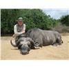 Image 1 : Cape Buffalo (Mozambique) - Kambako Safaris