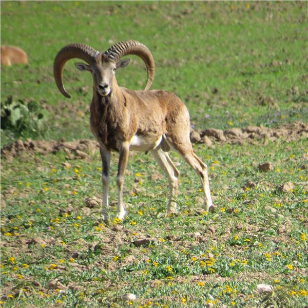 Red Sheep and Fallow hunt for 1 couple - Texas Divide Ranch
