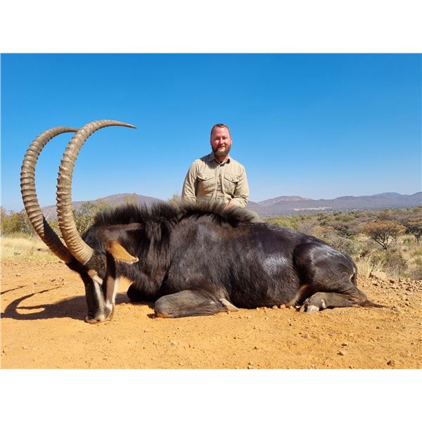 Sable Hunt - De Wet Safaris