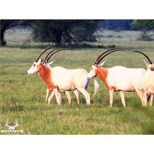 Texas Scimitar Oryx - Recordbuck Ranch