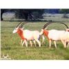 Image 1 : Texas Scimitar Oryx - Recordbuck Ranch
