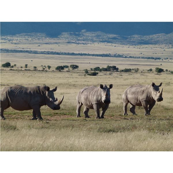 Rhino Vita-Dart - African Field Sports