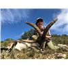 Beceite Ibex - La Espadella Hunting