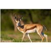 Image 1 : Texas Springbuck - Ox Hunting Ranch