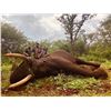 Image 1 : Elephant Hunt (Zimbabwe) - Cloete & West Safaris