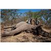Image 2 : Elephant Hunt (Zimbabwe) - Cloete & West Safaris