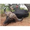 Image 4 : CHASSEURS DE MOCAMBIQUE: 7-Day South African Hunt for 1-Bull Giraffe and 1-Bull Buffalo for One Hunt