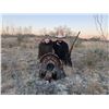 Image 3 : Y BAR RANCH:  3-Day/2-Night Rio Turkey and Hog Hunt in Texas for One Hunter and One Observer