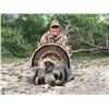 Image 4 : Y BAR RANCH:  3-Day/2-Night Rio Turkey and Hog Hunt in Texas for One Hunter and One Observer