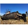 Image 3 : TGB OUTFITTERS:  7-Day Free Range Water Buffalo & European Boar Hunt in Argentina for Two Hunters