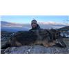 Image 2 : SAFARI INTERNATIONAL MACEDONIA: 5-Day European Grey Wolf Hunt for One Hunter and One Non-Hunter in B