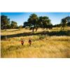Image 2 : JOSHUA CREEK RANCH:  2-Day/2-Night Texas Upland Bird Hunt for Two Hunters and Two Observers