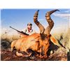 Image 1 : NAHLA SAFARIS:  7-Day Sable and Plains Game Hunt for One Hunter with Trophy Fees