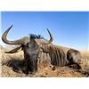 Image 2 : NAHLA SAFARIS:  7-Day Sable and Plains Game Hunt for One Hunter with Trophy Fees
