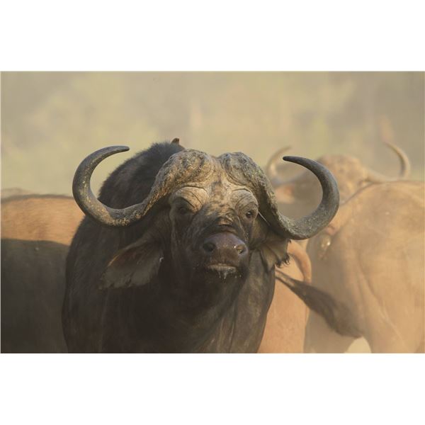 ROGER WHITTAL SAFARIS:  5-Day Buffalo Hunt for One Hunter in Zimbabwe.
